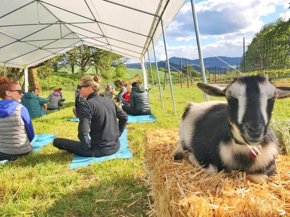 "Goatel" is a goat hotel from the original folks behind goat yoga