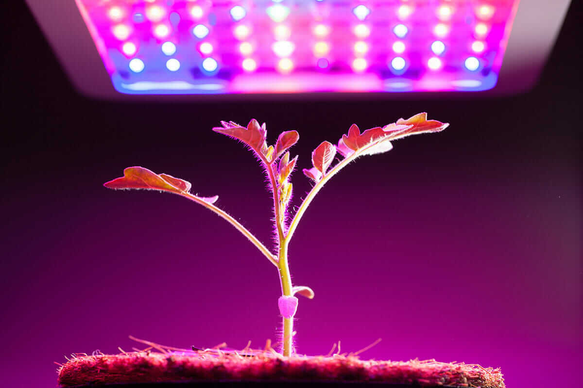 understanding the basics of grow lights for indoor plants and indoor gardening