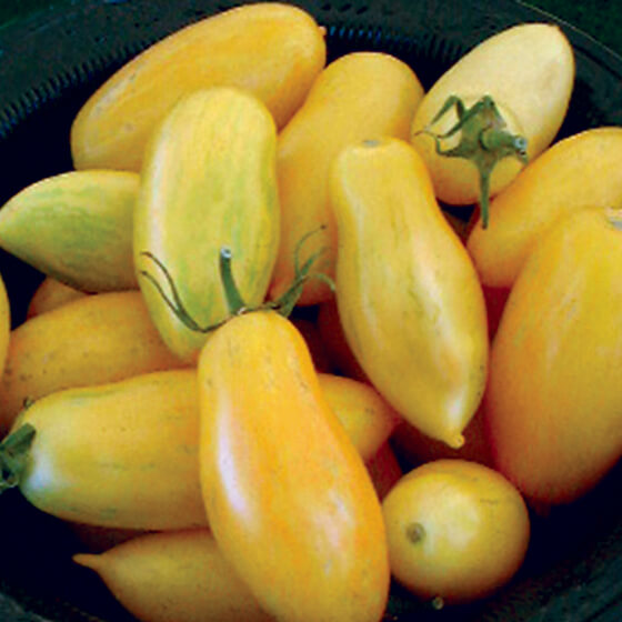 HEIRLOOM-TOMATO-banana-legs_Ibsen-tomatofest