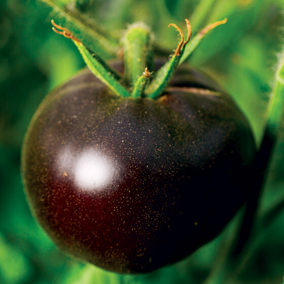 HEIRLOOM-TOMATO-black-beauty-tomato_baker-creek