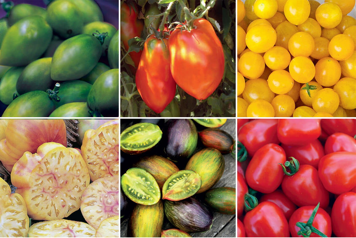 heirloom tomato variety handbook