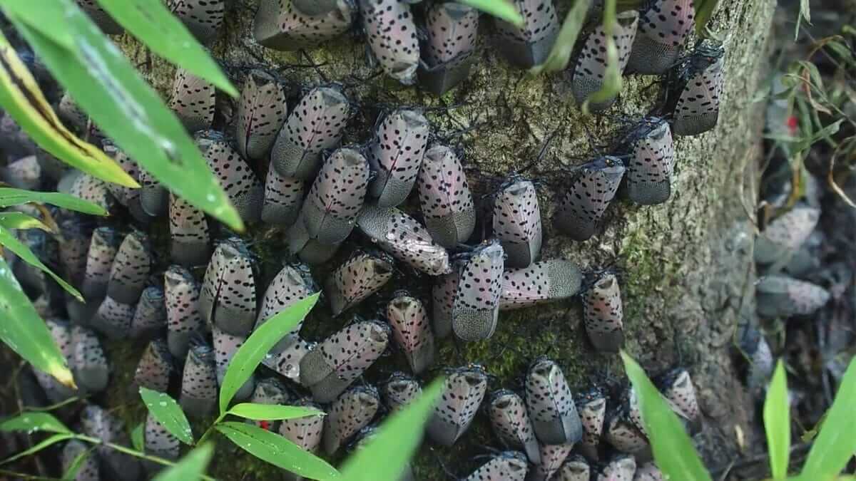 The spotted lanternfly poses a threat to the state's fruit growers - to the tune of $18 billion in damages.