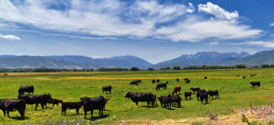 Cows in field.