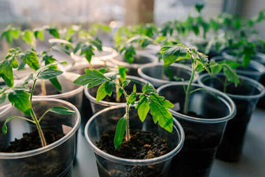 indoor grow lights for starting seeds