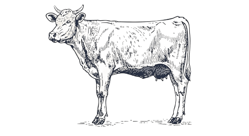 sketch of cow