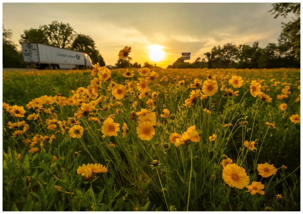 A truck drives by ellow flowers on the side of the road.