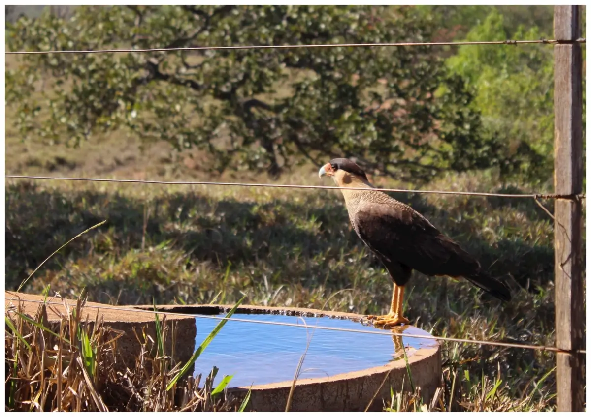 A raptor perched on a water tank.